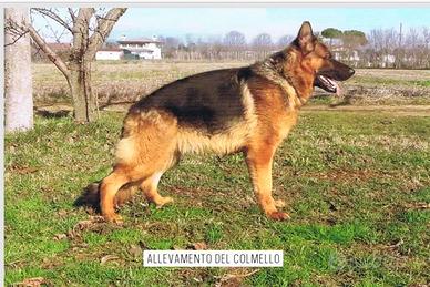 Asko pastore tedesco