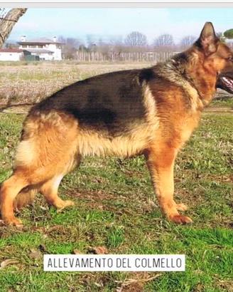 Asko pastore tedesco