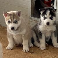 Cuccioli Siberian Husky