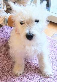 West highland White terrier