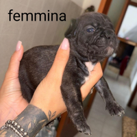 Ciccioli di Bulldog francese