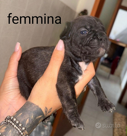Ciccioli di Bulldog francese