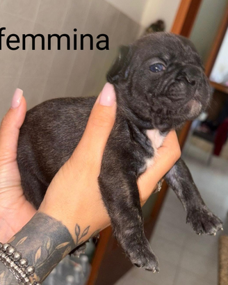 Ciccioli di Bulldog francese