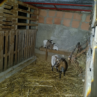 Capre tibetane crepretti