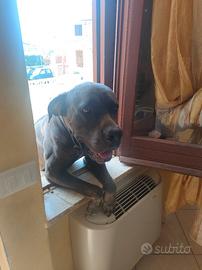 Cane corso originale