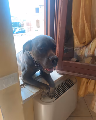 Cane corso originale