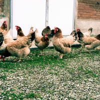 Gallina Modenese