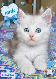 Cuccioli di Maine Coon Maschi pedigree microchip