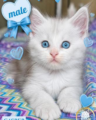 Cuccioli di Maine Coon Maschi pedigree microchip