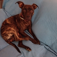 American Pitt bull terrier adba nano