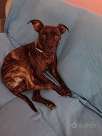 American Pitt bull terrier adba nano