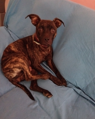 American Pitt bull terrier adba nano