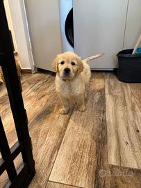 Dolcissima cucciola di GOLDEN retriver