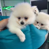 Spitz di pomerania bianchi mini toy
