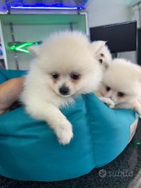 Spitz di pomerania bianchi mini toy