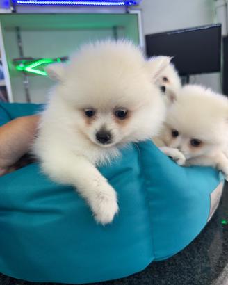Spitz di pomerania bianchi mini toy