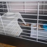 gabbia per cavie