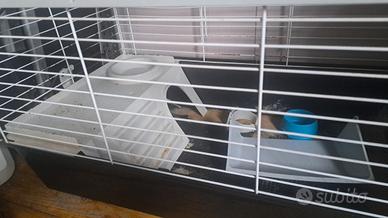 gabbia per cavie