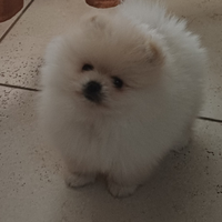 Spitz di pomerania nano Pedigree