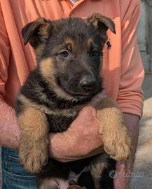 Cuccioli di pastore tedesco