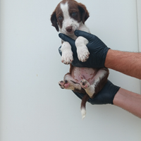 Cagnolini in adozione