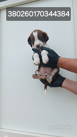 Cagnolini in adozione