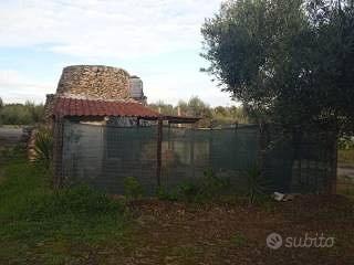 Terreno ulivi - Vista 2
