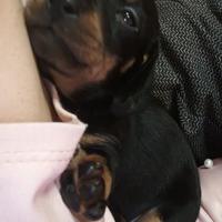 Cuccioli bassotto maschi