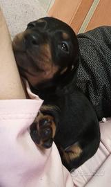 Cuccioli bassotto maschi