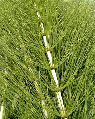 Equiseto (coda cavallina)