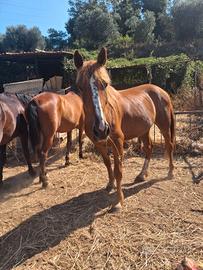 Cavallo per passegiata