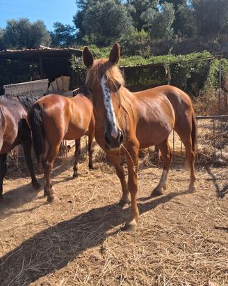 Cavallo per passegiata