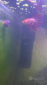 Lumache d acquario