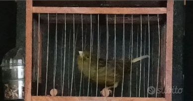 Canarini da canto harzer roller