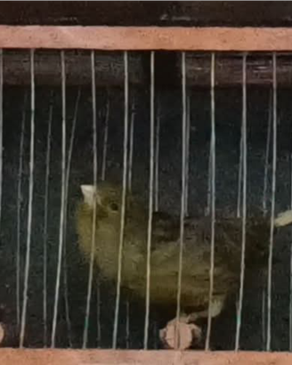 Canarini da canto harzer roller