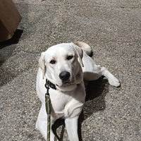 Labrador