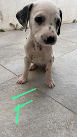 Cuccioli di dalmata