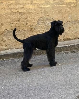 Schnauzer Gigante