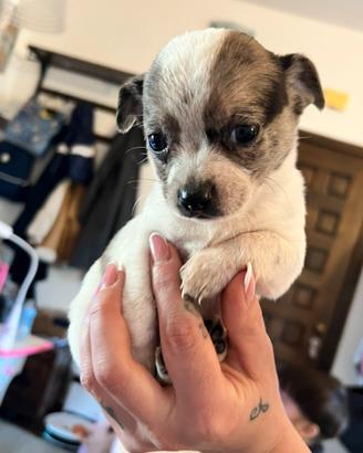 Cuccioli di Chihuahua