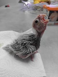 Pappagalli calopsite pulli