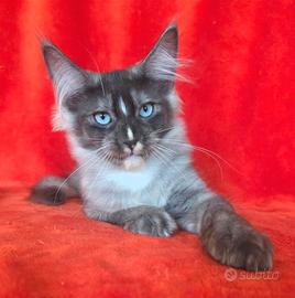 Cucciolo maschio maine coon occhi blu con pedigree