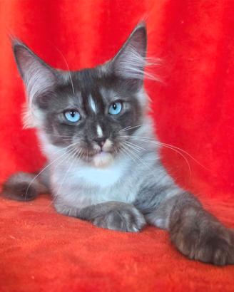 Cucciolo maschio maine coon occhi blu con pedigree