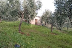 Uliveto con piccola casetta