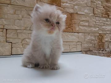 Cuccioli Gatti Persiani