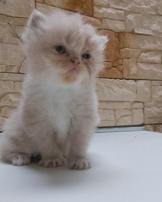 Cuccioli Gatti Persiani