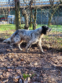 Setter inglese