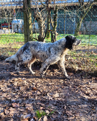 Setter inglese