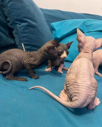 Sphynx