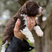 Lagotto romagnolo