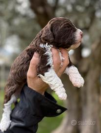 Lagotto romagnolo